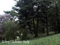 Arboretum Sola gratia, Bystřice pod Hostýnem