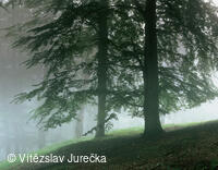 Hukvaldy 056