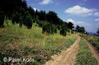 Nedašov, krajina
